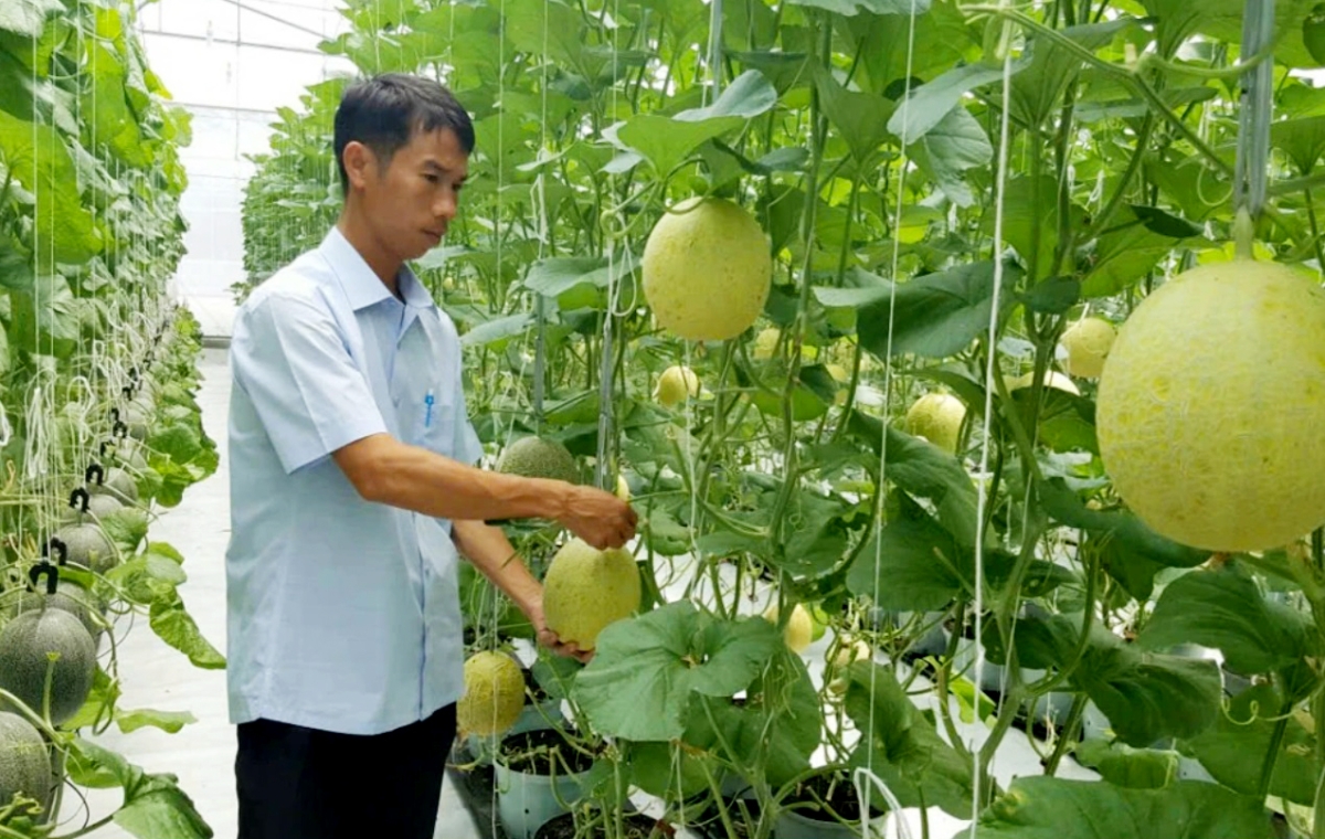 Ứng dụng công nghệ giúp nông sản HTX nâng cao chất lượng.