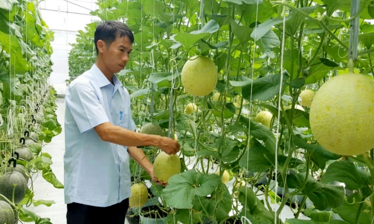 ‘Tấm vé thông hành’ giúp nông sản Huế chinh phục thị trường