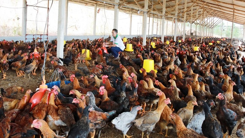 Thị trường sẽ ổn định, không bị thiếu hụt thực phẩm trong dịp Lễ, Tết.