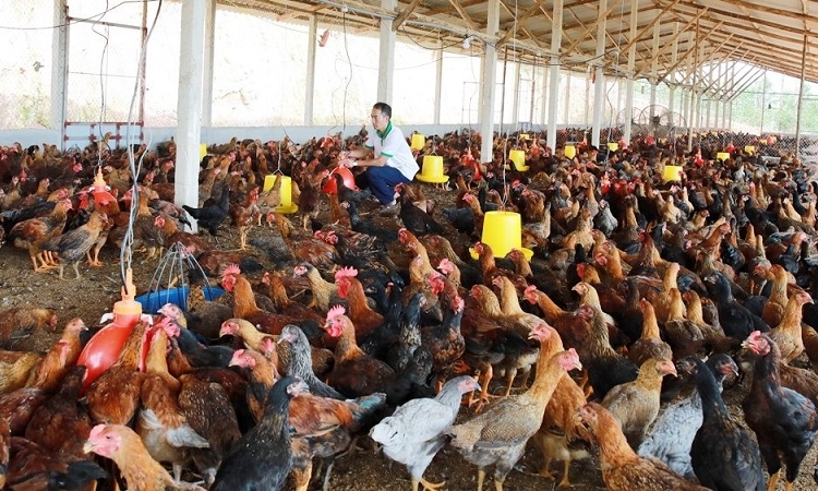 Nhu cầu tiêu dùng thực phẩm dịp Tết Nguyên đán tăng 10 - 15%, nguồn cung đảm bảo