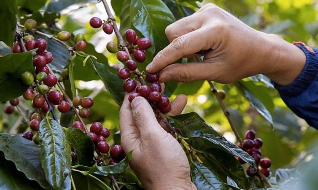 Cà phê chín đỏ được thu hoạch giúp nâng cao chất lượng sản phẩm.