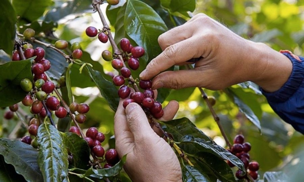 Cà phê chín đỏ được thu hoạch giúp nâng cao chất lượng sản phẩm.