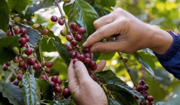 Giảm 1.400 đồng/kg, giá cà phê lỡ hẹn với mốc 100.000 đồng/kg