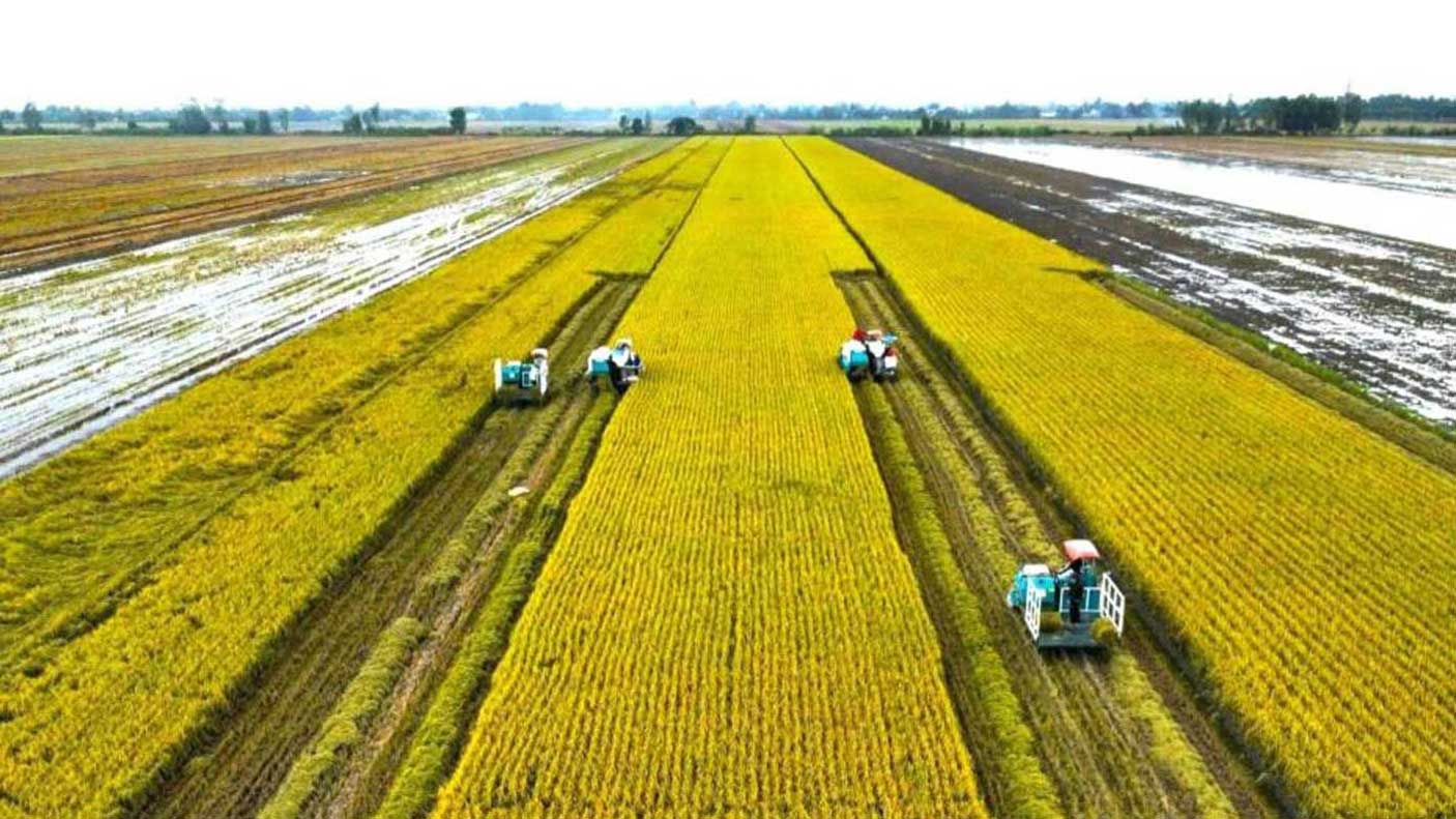 Cánh đồng lúa lớn đang thu hoạch đồng loạt bằng máy gặt đập liên hợp.