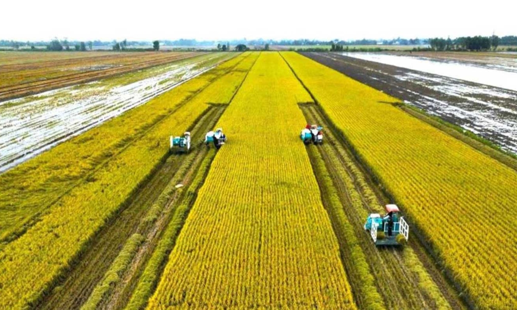 Cánh đồng lúa lớn đang thu hoạch đồng loạt bằng máy gặt đập liên hợp.