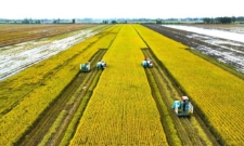 Cánh đồng lúa lớn đang thu hoạch đồng loạt bằng máy gặt đập liên hợp.