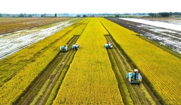 Lợi thế từ liên kết ngang với HTX