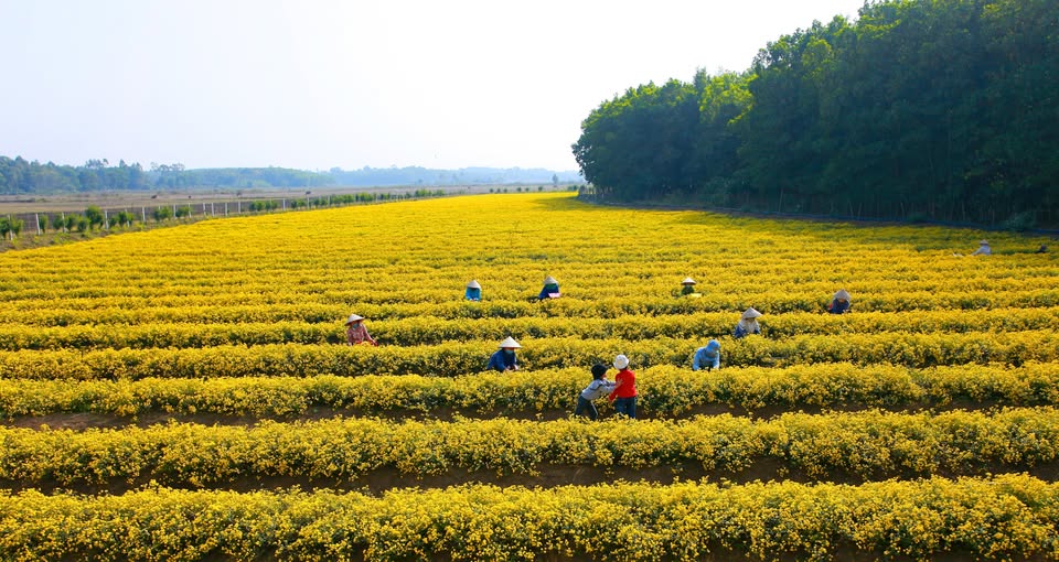 cánh đồng hoa cúc chi nở rộ và được người dân thu hoạch