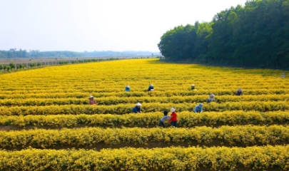 cánh đồng hoa cúc chi nở rộ và được người dân thu hoạch