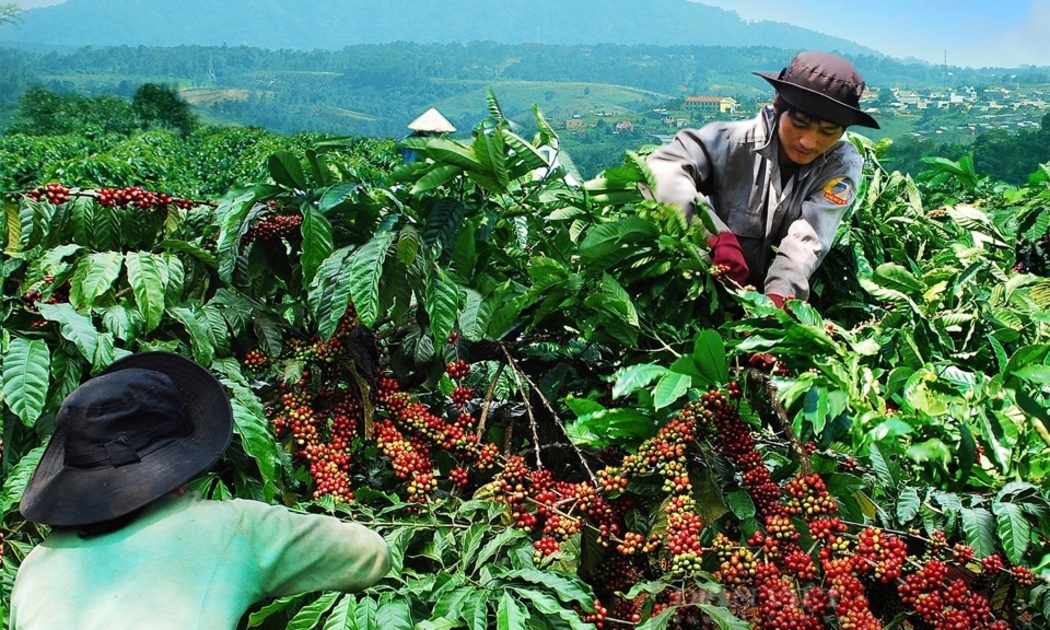 Người dân đang thu hoạch cà phê chín.