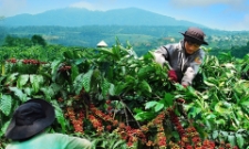 Người dân đang thu hoạch cà phê chín.