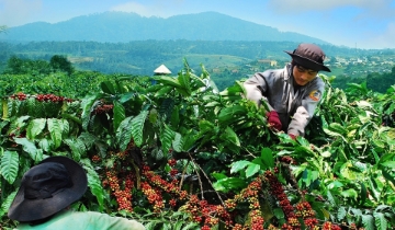 Tăng 2.100 đồng/kg, giá cà phê chính thức phá mốc 100.000 đồng/kg