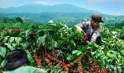 Người dân đang thu hoạch cà phê chín.