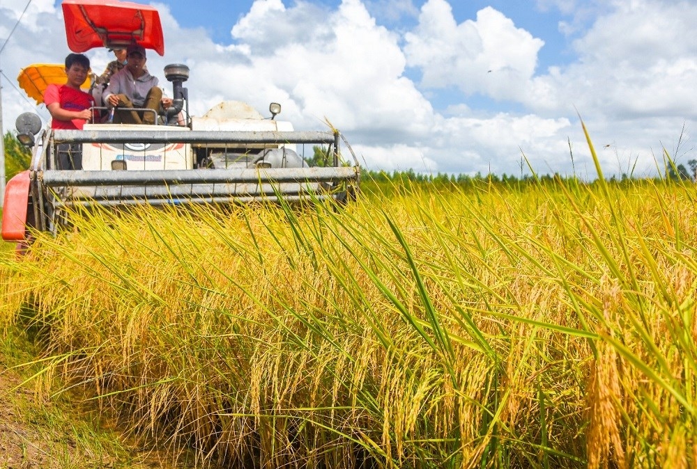 Gạo chất lượng cao phát thải thấp của Việt Nam, ít “đụng hàng” với nhiều quốc gia sản xuất lúa gạo lớn hiện nay, mang lại lợi thế cạnh tranh rõ nét cho gạo Việt.