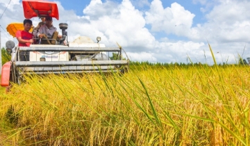 Gạo Việt thoát cuộc đua giá rẻ, mở rộng thị trường chất lượng cao