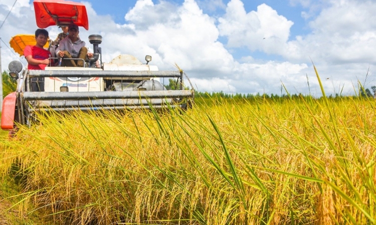 Gạo Việt thoát cuộc đua giá rẻ, mở rộng thị trường chất lượng cao
