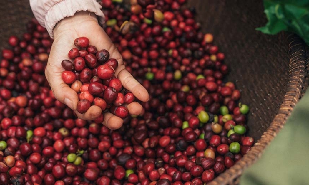 Giá cà phê hôm nay 24/1 tiếp tục duy trì trên mốc 100.000 đồng/kg tại hầu hết các tỉnh Tây Nguyên.