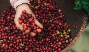 Thị trường cà phê duy trì mốc 100.000 đồng/kg
