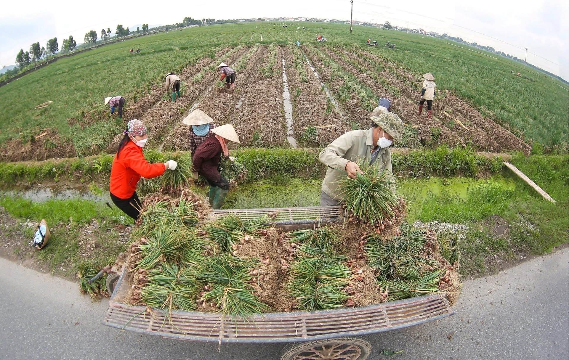 Người dân thu hoạch hành củ trên cánh đồng.