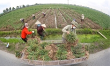 Người dân thu hoạch hành củ trên cánh đồng.