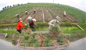 Hiệu quả từ liên kết sản xuất tập thể