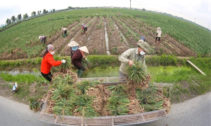Người dân thu hoạch hành củ trên cánh đồng.