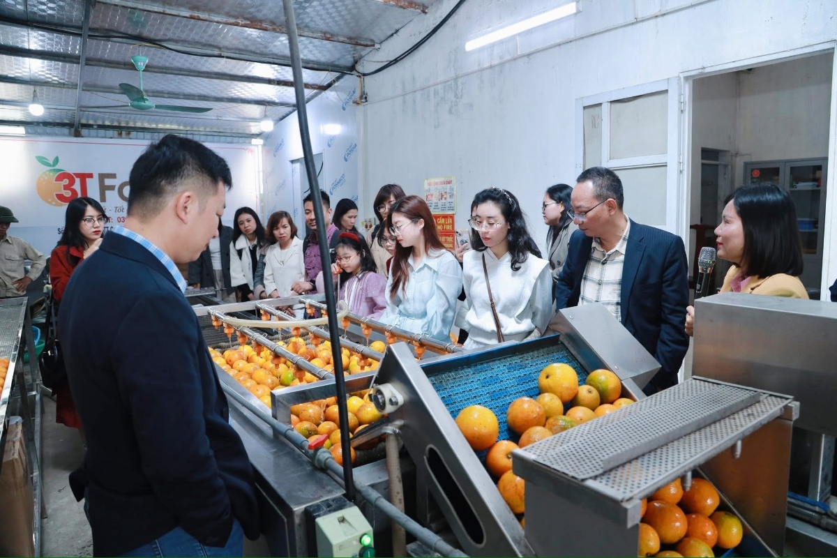 Liên kết sản xuất tại HTX 3T Cao Phong nhận được sự hỗ trợ từ Nhà nước.