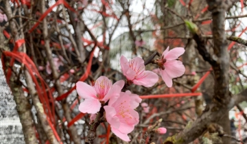 Đào rừng rục rịch xuống phố, khách online “chốt đơn” tại vườn