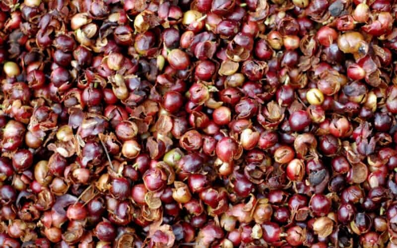 Vỏ cà phê nếu không được xử lý sẽ gây ô nhiễm môi trường.