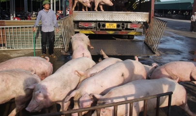 Ngày 27/1, thị trường heo hơi tiếp tục ghi nhận đà tăng mạnh ở cả ba miền trên cả nước.