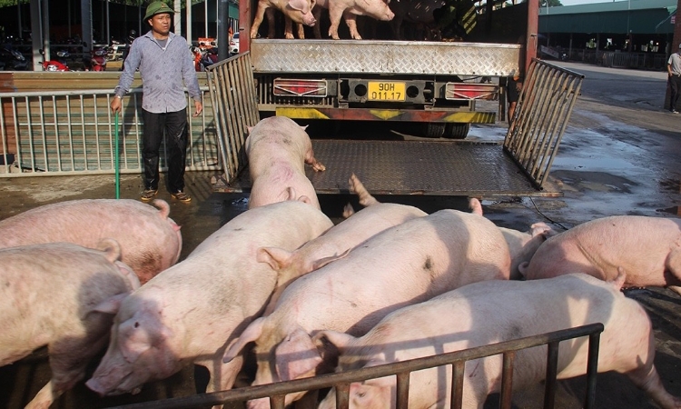Ngày 27/1, thị trường heo hơi tiếp tục ghi nhận đà tăng mạnh ở cả ba miền trên cả nước.