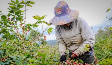 Giá cà phê neo ở mức 101.000 đồng/kg