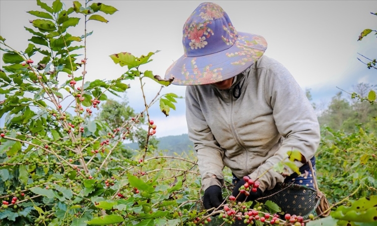 Giá cà phê neo ở mức 101.000 đồng/kg