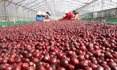Cà phê phơi trong nhà kính đạt độ chín từ 95% trở lên.