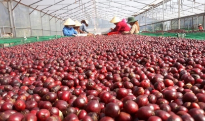 Cà phê phơi trong nhà kính đạt độ chín từ 95% trở lên.