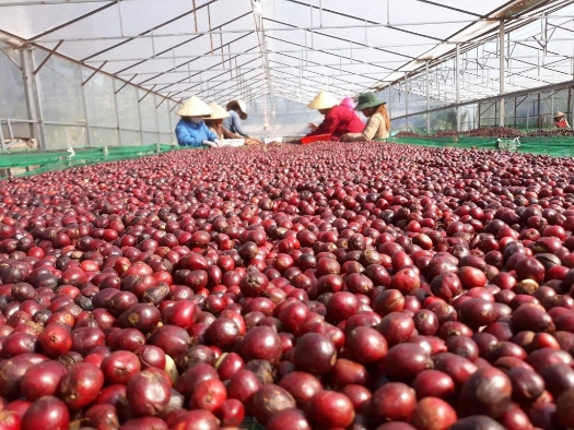 Cà phê phơi trong nhà kính đạt độ chín từ 95% trở lên.