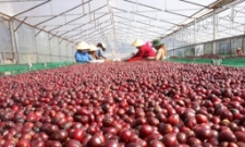 Cà phê phơi trong nhà kính đạt độ chín từ 95% trở lên.