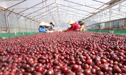 Cà phê phơi trong nhà kính đạt độ chín từ 95% trở lên.