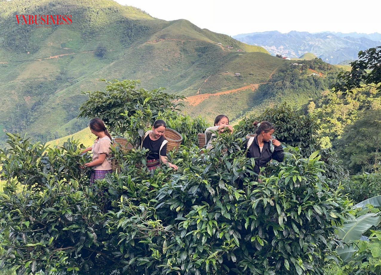 Sản phẩm bánh trà phổ nhĩ độc đáo của HTX V-Shantea sẽ tham gia tại Hội chợ Mùa Xuân 2026.