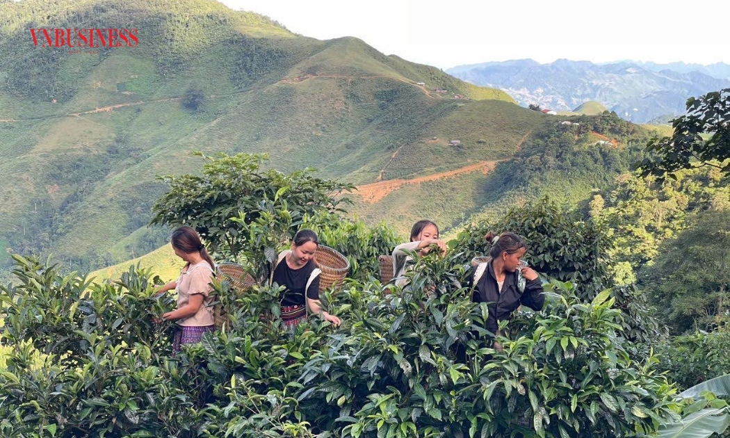 Sản phẩm bánh trà phổ nhĩ độc đáo của HTX V-Shantea sẽ tham gia tại Hội chợ Mùa Xuân 2026.