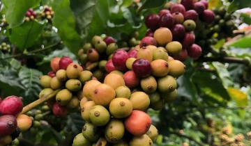 Cà phê tăng giá nhẹ, tiếp tục neo cao trên mốc 100.000 đồng/kg