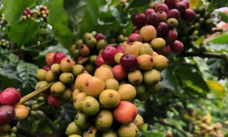 Cà phê tăng giá nhẹ, tiếp tục neo cao trên mốc 100.000 đồng/kg