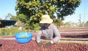 Tiếp đà tăng, giá cà phê vươn lên mốc 102.300 đồng/kg