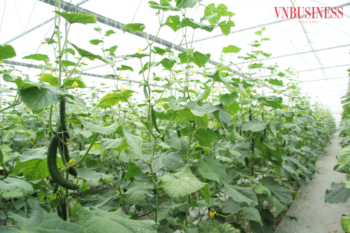 Sản xuất trong nhà màng giúp tăng vụ, tăng năng suất