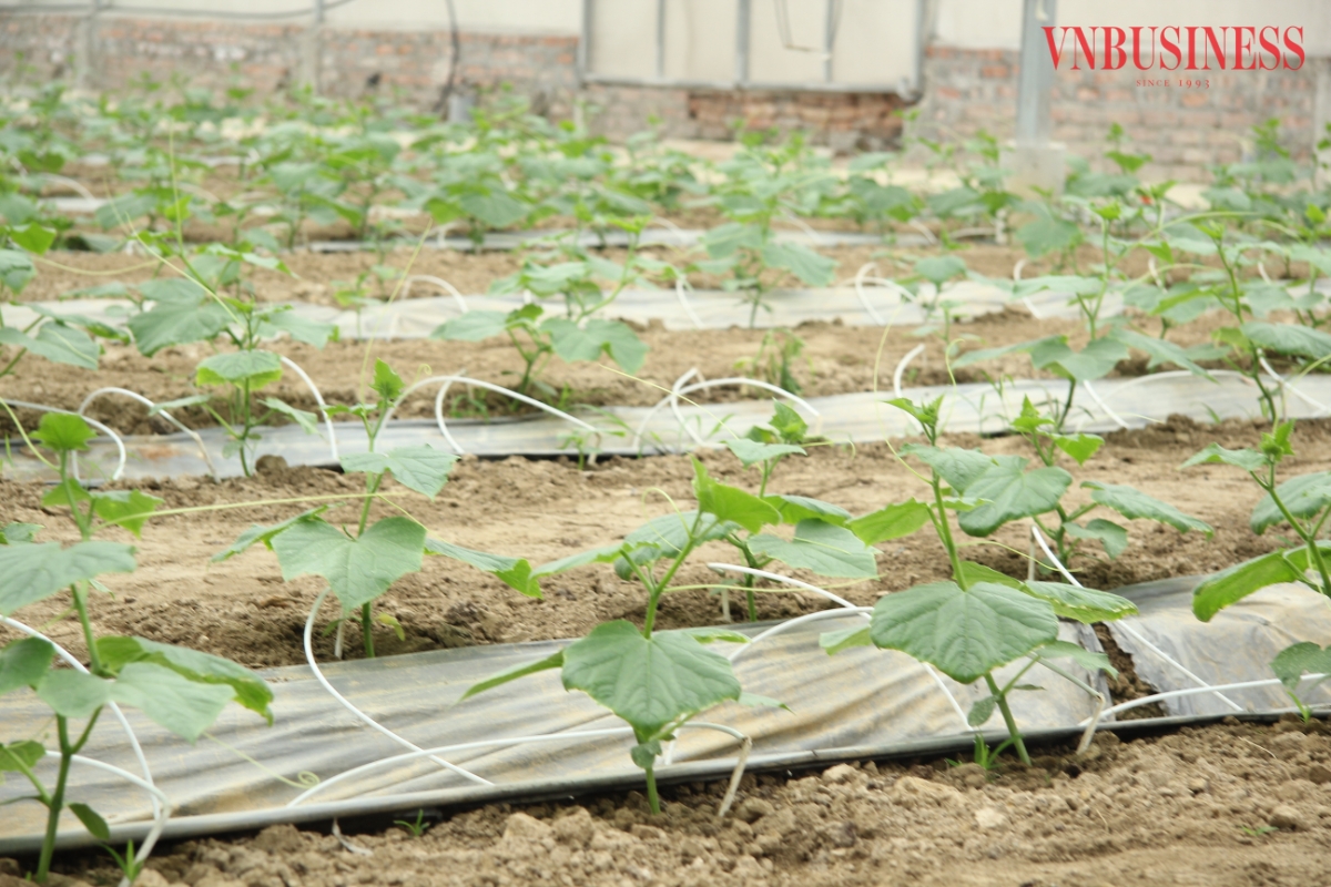 Canh tác trong nhà màng giúp giảm trừ sâu bệnh