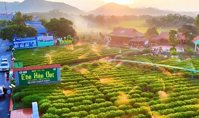 Các HTX đồng hành gìn giữ và phát huy chỉ dẫn địa lý “Tân Cương” tại vùng trồng.