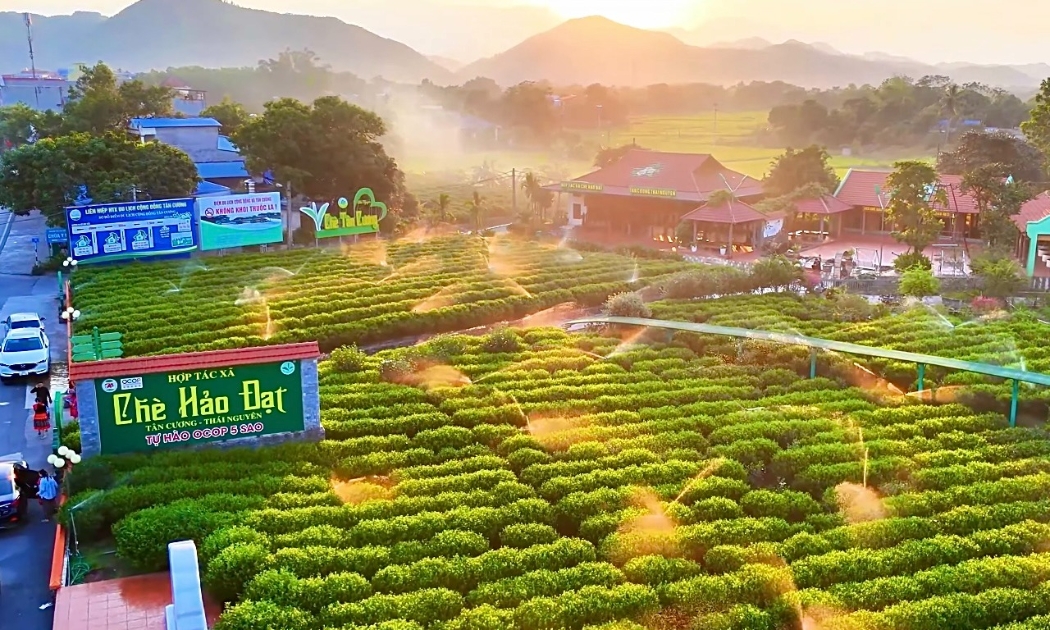 Các HTX đồng hành gìn giữ và phát huy chỉ dẫn địa lý “Tân Cương” tại vùng trồng.