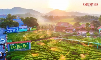 Các HTX đồng hành gìn giữ và phát huy chỉ dẫn địa lý “Tân Cương” tại vùng trồng.