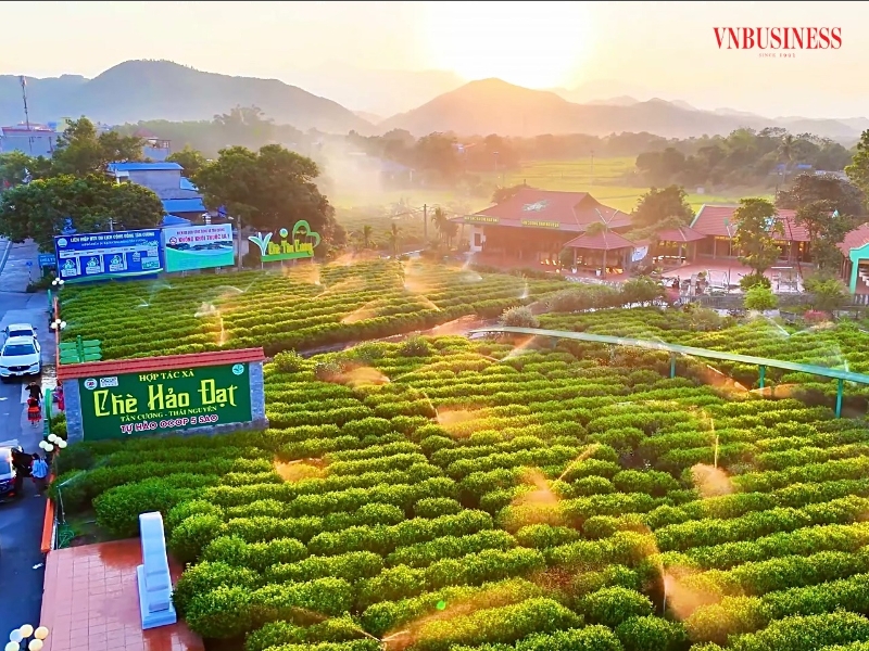 Tài sản trí tuệ: “Giấy thông hành” để HTX khẳng định vị thế trong chuỗi giá trị