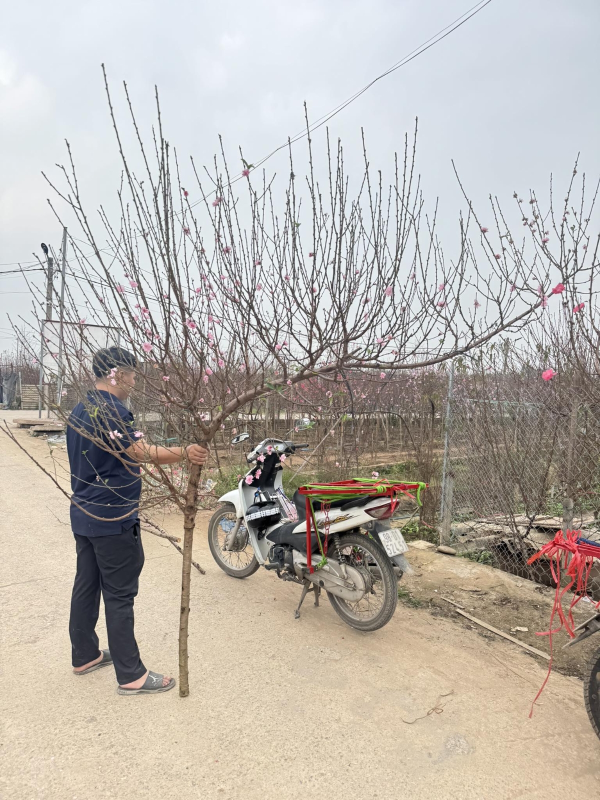 Đào huyền nở sớm, nhà vườn chỉ bán được khoảng 500–600.000 đồng/cành.